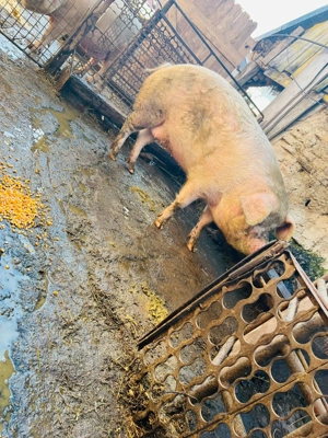 Scroafa de 160 kg  - imagine 3