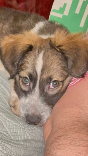 Adopție responsabilă   pui mascul, talie medie, București - imagine 3