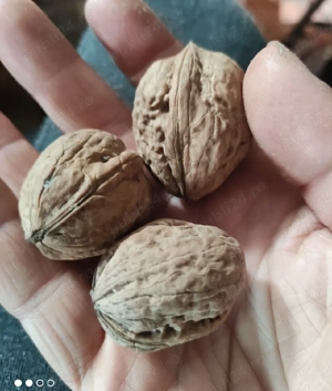 Puiet de nuc ecologic 1,5 m