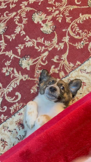 Adopție responsabilă   pui mascul, talie medie, București - imagine 2