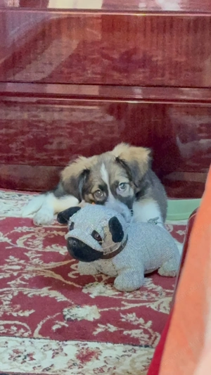 Adopție responsabilă   pui mascul, talie medie, București - imagine 5