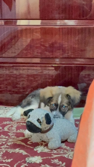 Adopție responsabilă   pui mascul, talie medie, București - imagine 6