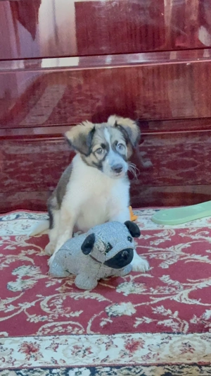 Adopție responsabilă   pui mascul, talie medie, București - imagine 4