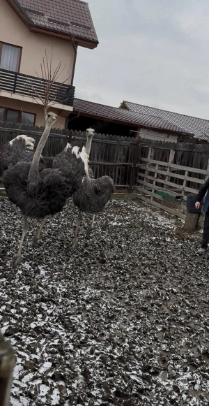 vanzare struti  - imagine 2