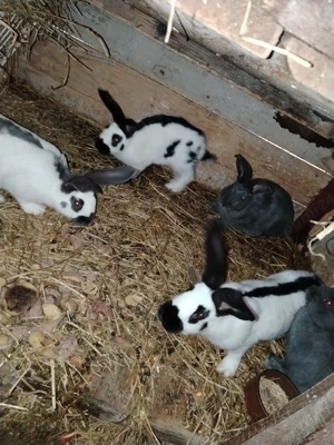 Tineret Fluture german  - imagine 4