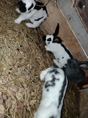 Tineret Fluture german  - imagine 3