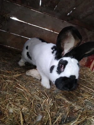 Tineret Fluture german  - imagine 2