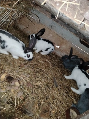 Tineret Fluture german  - imagine 5