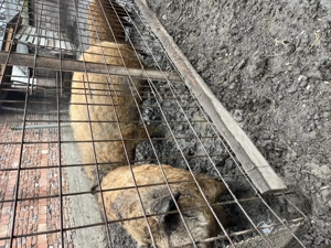 Mangalita Rosu Somon - imagine 3