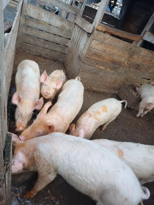 goadin marele alb 40-60kg - imagine 2