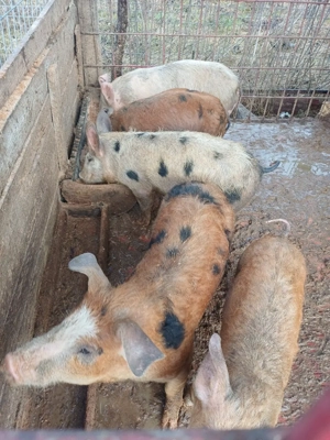 goadin marele alb 40-60kg - imagine 4