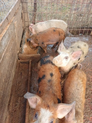 goadin marele alb 40-60kg