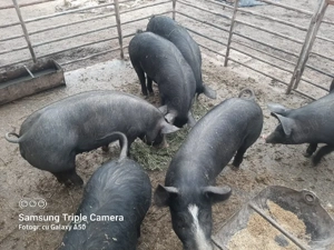 Vand purcei - imagine 2