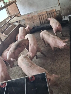 de vanzare - imagine 4