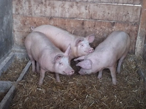 vând 3 soldani  65 kgRasa de calitate Marele Alb &Pic 