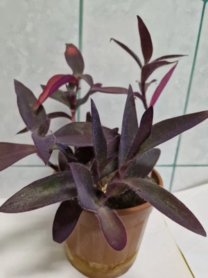 plante pentru apartament pret mic 