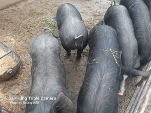 Vand purcei - imagine 3