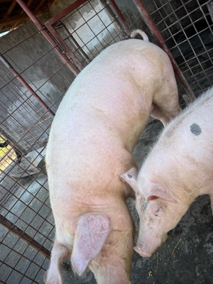 Purcea Landrace - imagine 4