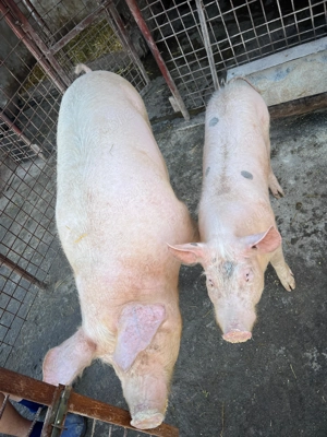 Purcea Landrace - imagine 2