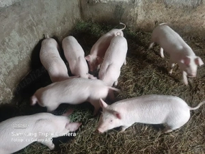 Vand purcei - imagine 4