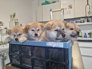 Akita inu superbi isi cauta stăpâni iubitori! - imagine 3