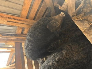 Vând scrofite de mangalita,sau dau la schimb pe cereale - imagine 2