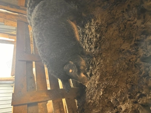 Vând scrofite de mangalita,sau dau la schimb pe cereale - imagine 4