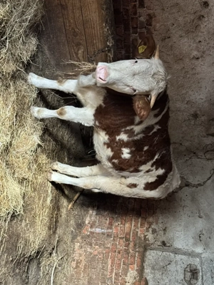 Vacă gestantă în a 7-a lună si junincă de vânzare!! - imagine 5