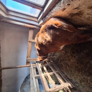 De vanzare! - imagine 2