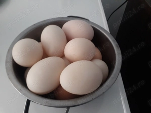 Vand oua rate romanesti crescute la curte