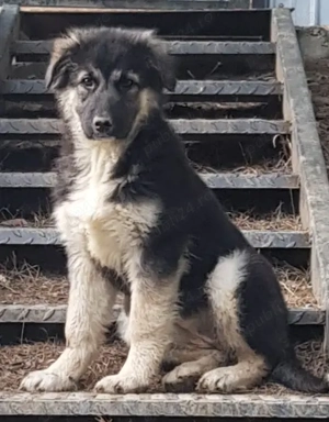 Donez cateluse de rasa metis ciobanesc - imagine 3