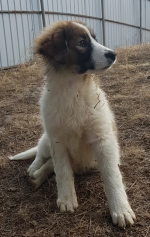 Donez cateluse de rasa metis ciobanesc - imagine 2