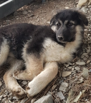 Donez cateluse de rasa metis ciobanesc - imagine 4