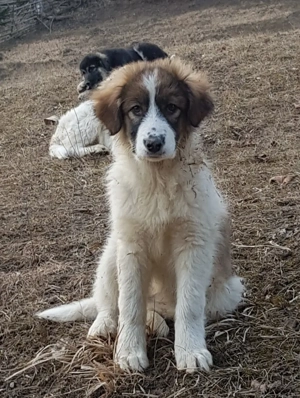 Donez cateluse de rasa metis ciobanesc