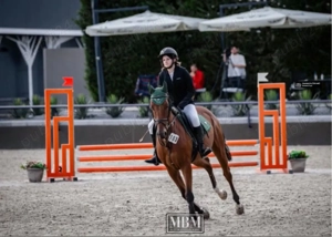 Vând cal de sport polonez   Gordon