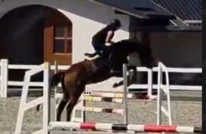 Vând cal de sport polonez   Gordon - imagine 4