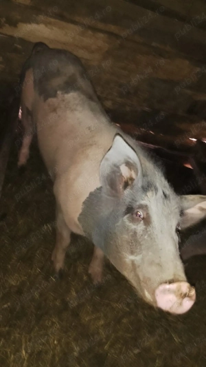 Vând două scroafe - imagine 2