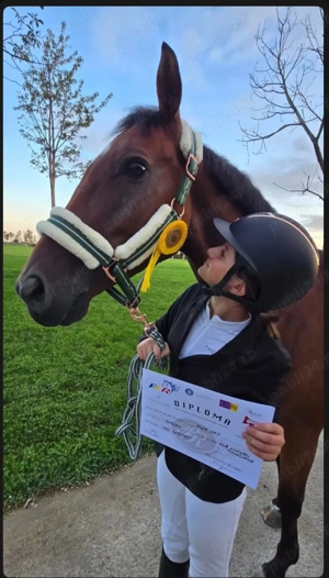 Vând cal de sport polonez   Gordon - imagine 3