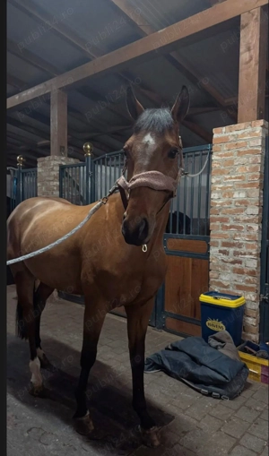 Vând cal de sport polonez   Gordon - imagine 2