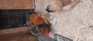 ouă brahma porțelan 