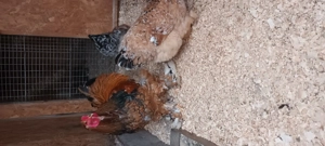 ouă brahma porțelan  - imagine 3