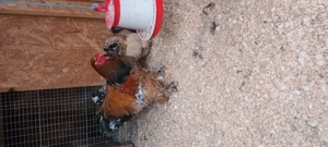 ouă brahma porțelan  - imagine 2