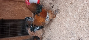 ouă brahma porțelan  - imagine 5