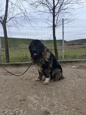 femela kaukazian! - imagine 3