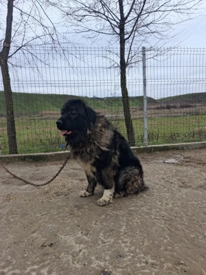 femela kaukazian! - imagine 4