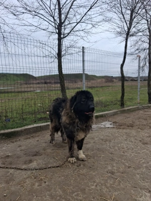 femela kaukazian! - imagine 2