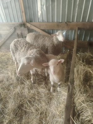 Vând schimb cu purcei oi lacaune 