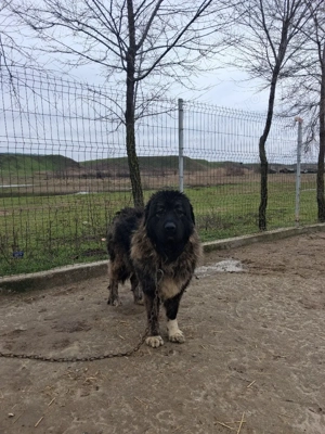 femela kaukazian! - imagine 5