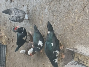 Vând rațe mute  - imagine 3