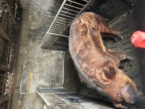 Vier duroc pur pentru monta sau pentru produse  - imagine 2